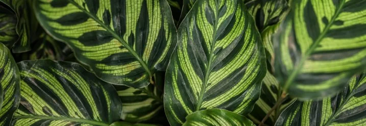 Grüne Blätter mit hellgrünen Streifen